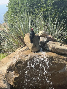 Woodpeckersoutsidemyoffice