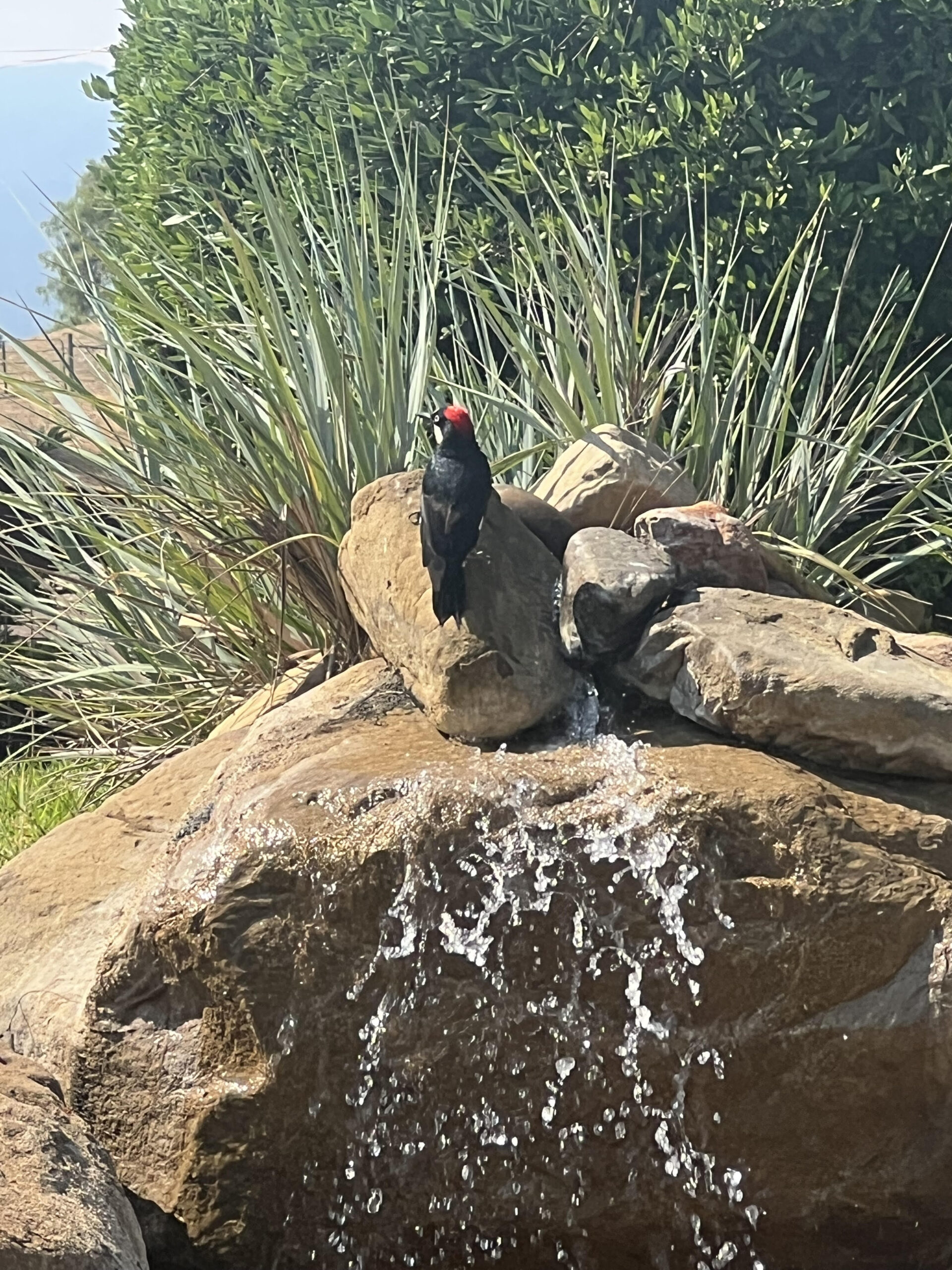 Woodpeckersoutsidemyoffice